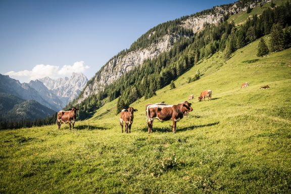Kammerlingalm Kühe grasen auf einer grünen Wiese in einer bergigen Landschaft.